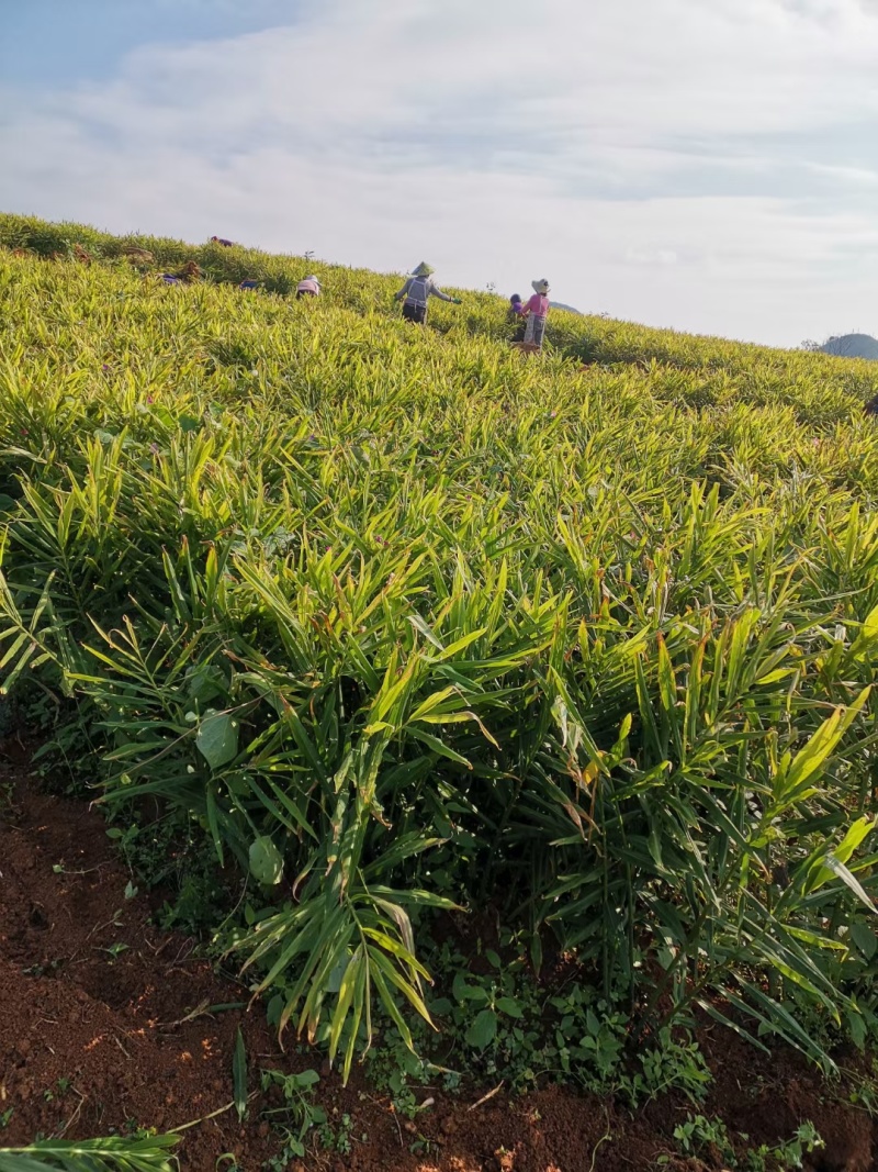 有基质45有机肥，厂价直销基地，450元一吨。