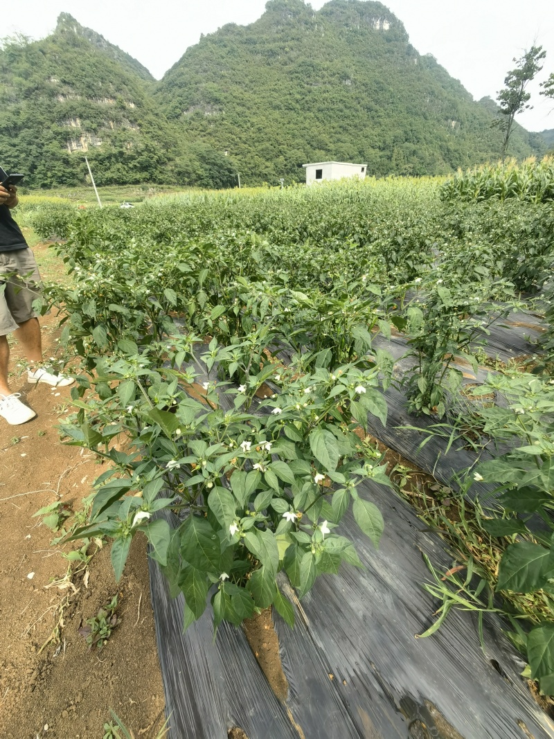 有基质45有机肥，厂价直销基地，450元一吨。