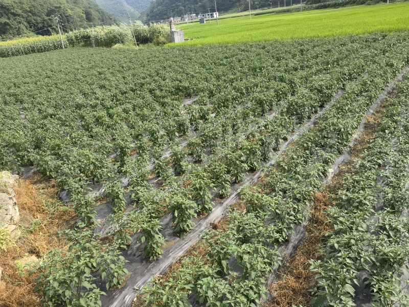 有基质45有机肥，厂价直销基地，450元一吨。