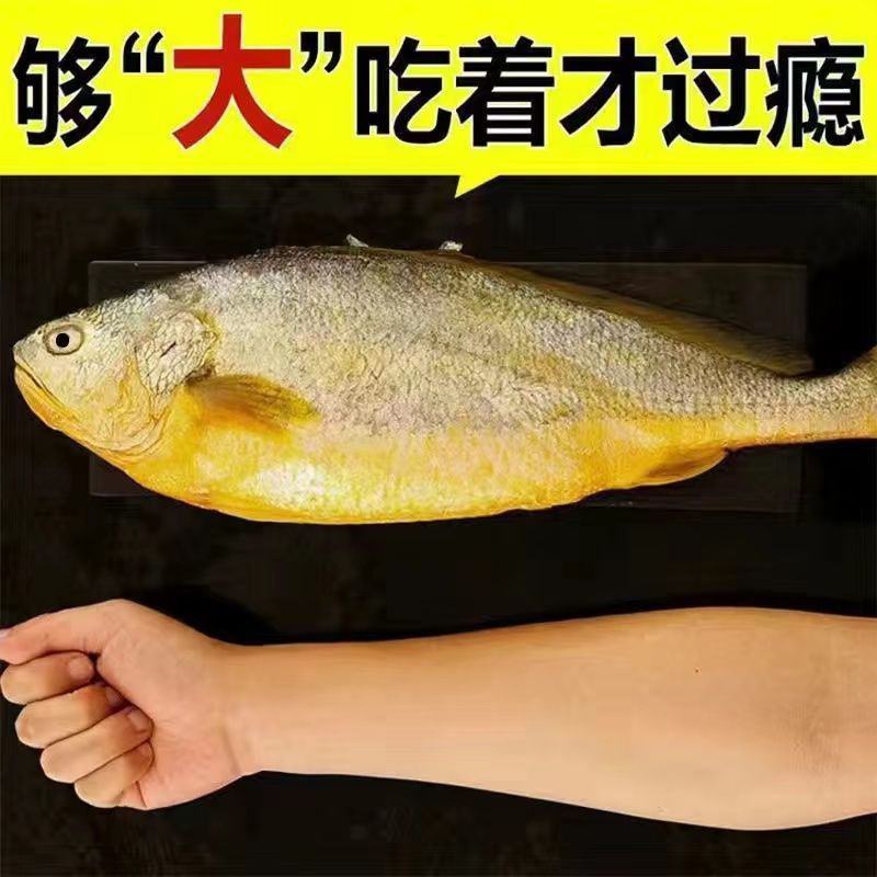 大黄花鱼新鲜冷冻东海生鲜水产鲜活生海鱼黄鱼黄花鱼开海包邮