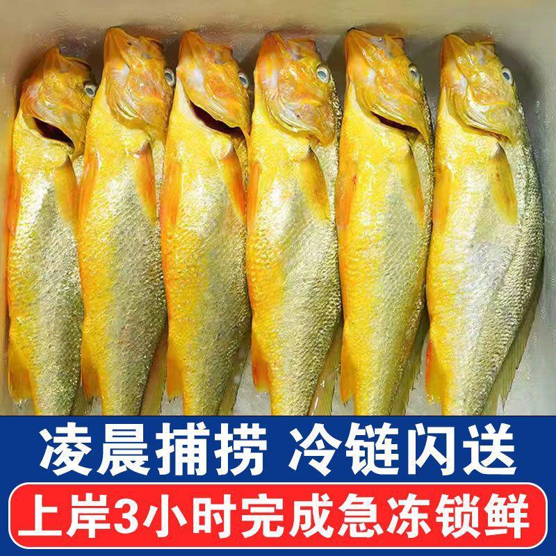 大黄花鱼新鲜冷冻东海生鲜水产鲜活生海鱼黄鱼黄花鱼开海包邮