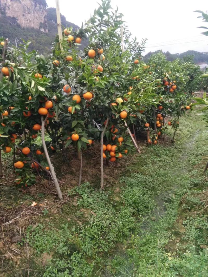 精品沙糖桔广西沙糖桔口感好量大从优欢迎咨询