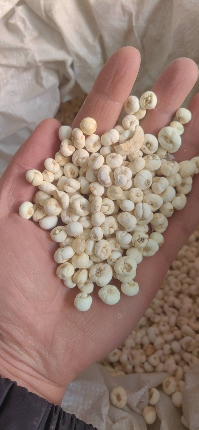 平贝平贝母中药材批发零售