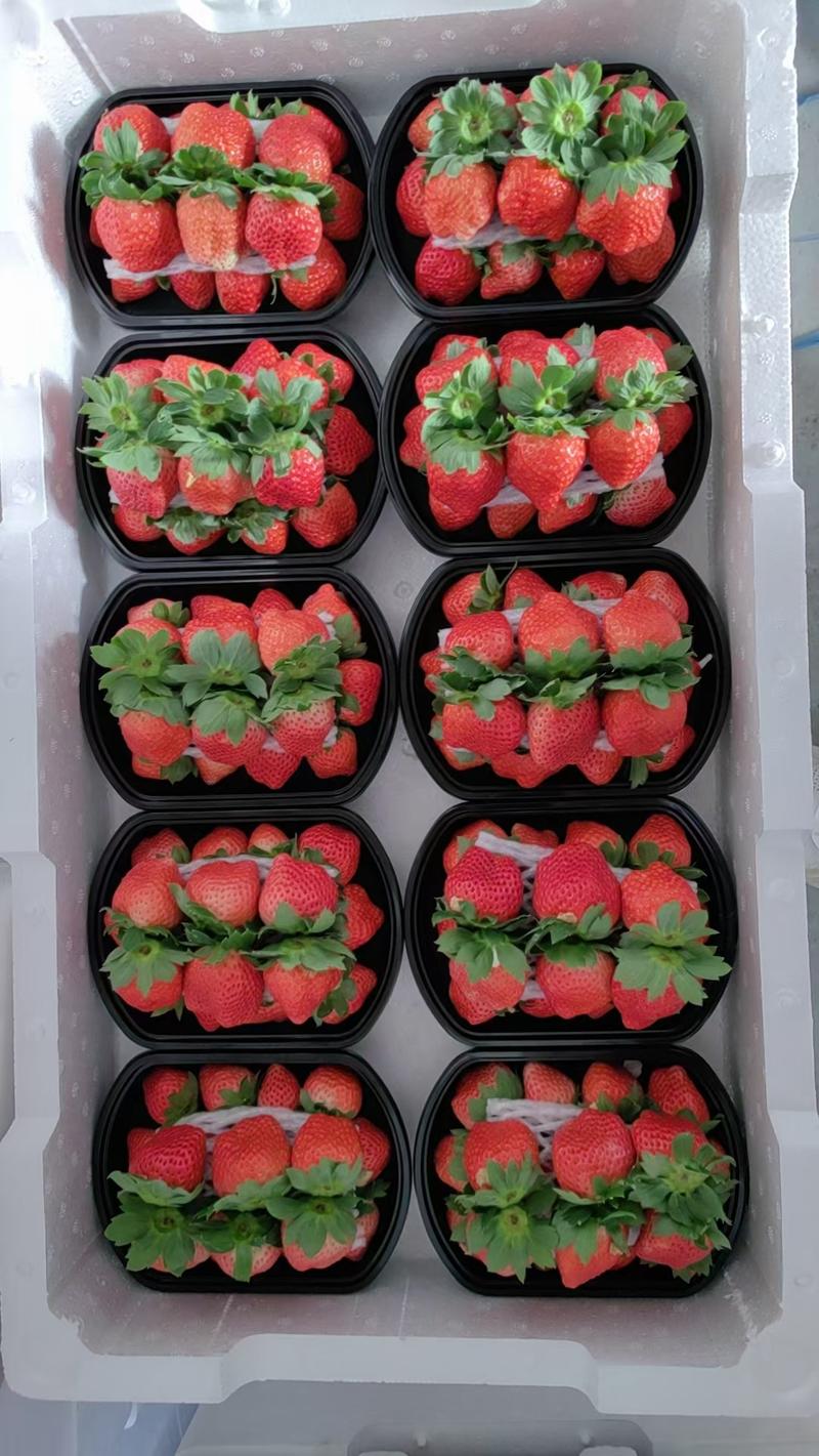 大量供应宁玉，妙香草莓，少量随珠，圣诞红，白草莓等