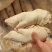东北精品母猪一级前后混猪蹄，工厂直发，保质保量，欢迎选购