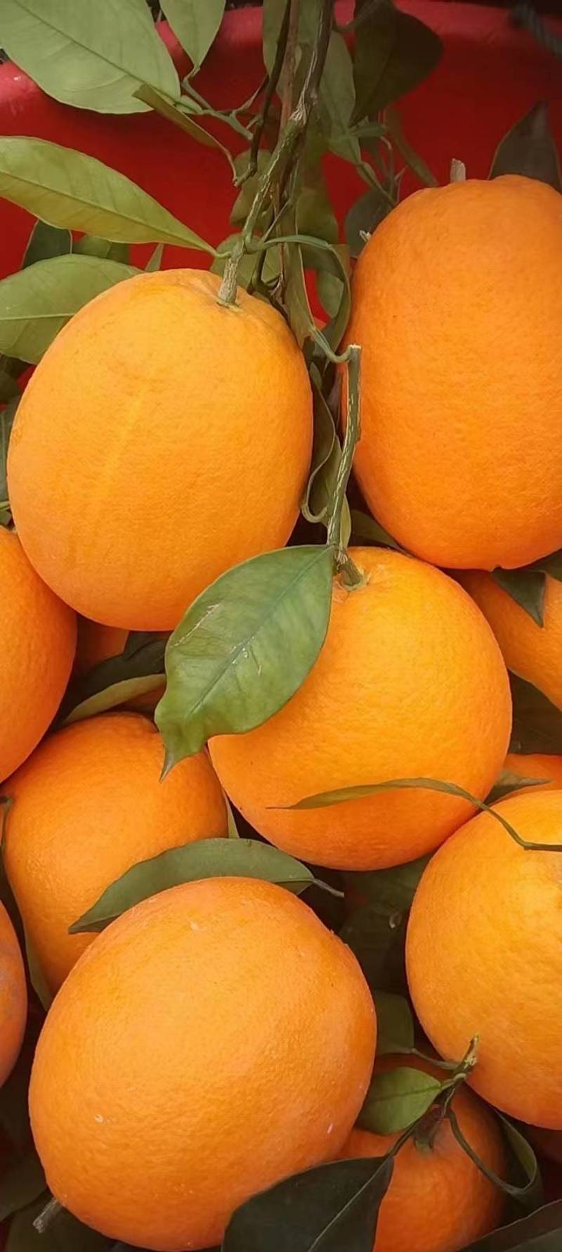 长虹脐橙产地大量供应中，个大均匀口感纯甜化渣，现摘现发