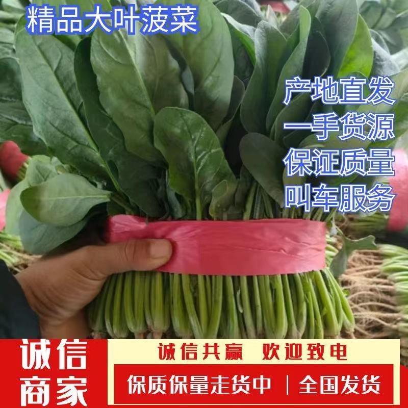【复购高】河南菠菜大叶菠菜大量供应全国发货