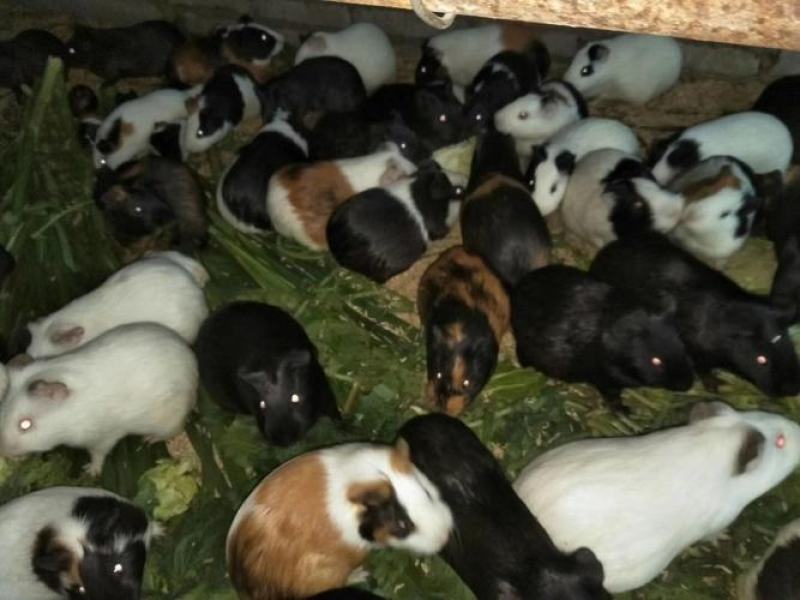 黑豚鼠种苗，荷兰猪养殖，随州胜隆豚鼠养殖基地