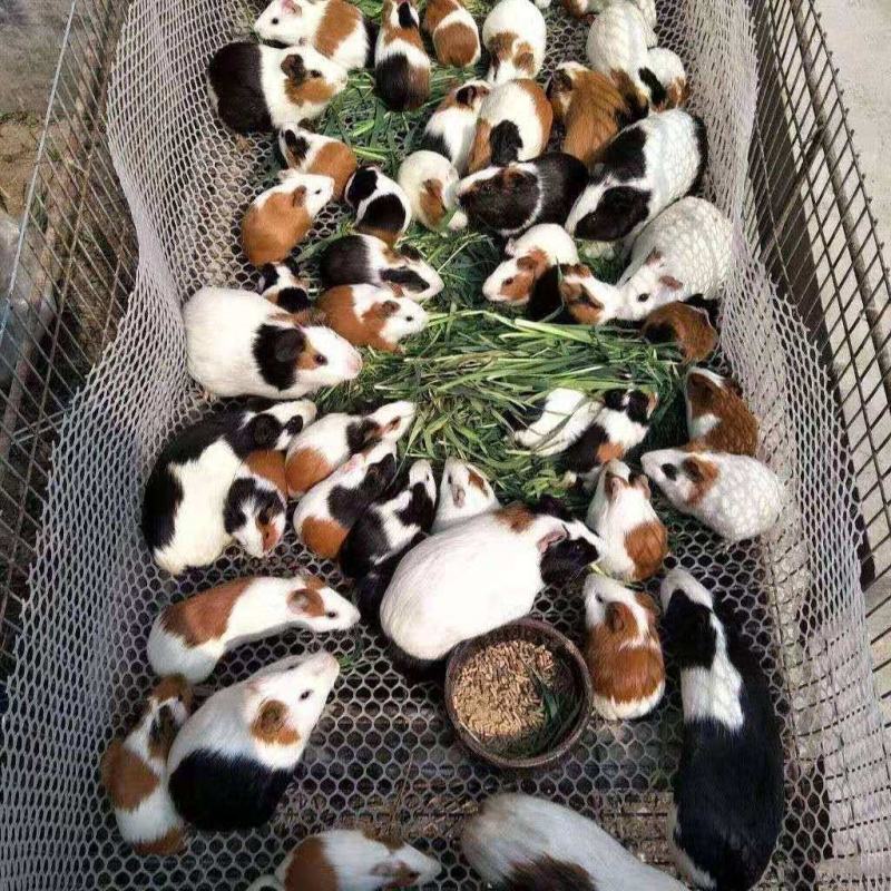 黑豚鼠种苗，荷兰猪养殖，随州胜隆豚鼠养殖基地