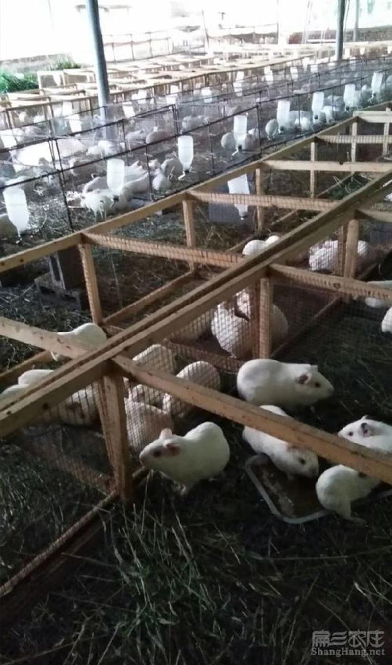 黑豚鼠种苗，荷兰猪养殖，随州胜隆豚鼠养殖基地