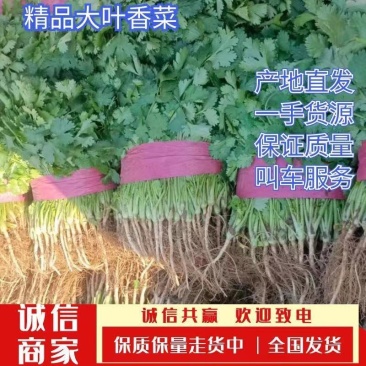 【推荐】安阳香菜大叶香菜大量上市一手货源欢迎咨询