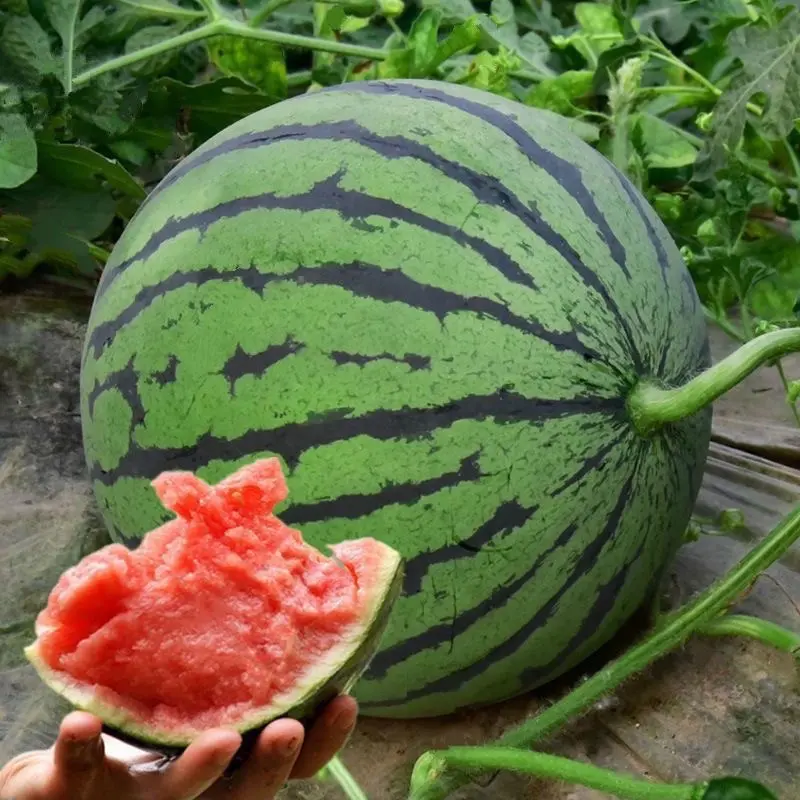 【精品西瓜】美都西瓜安徽一手货源货量保证量大从优电联优惠