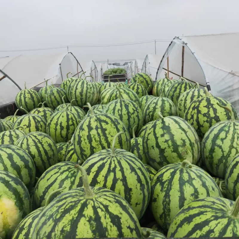 精品8424西瓜安徽产地直供皮薄汁甜可视频拿货