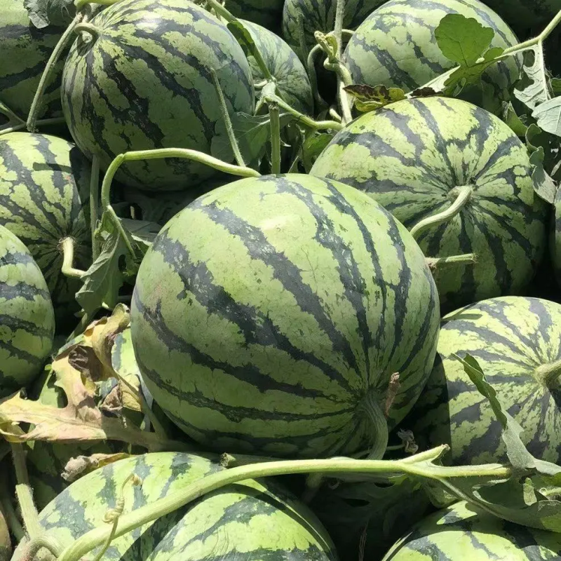 精品8424西瓜安徽产地直供皮薄汁甜可视频拿货