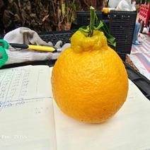 四川省自贡市套袋不知火丑橘大量上市了