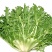 昆明苦菊，农场自家百亩种植，支持视频看货