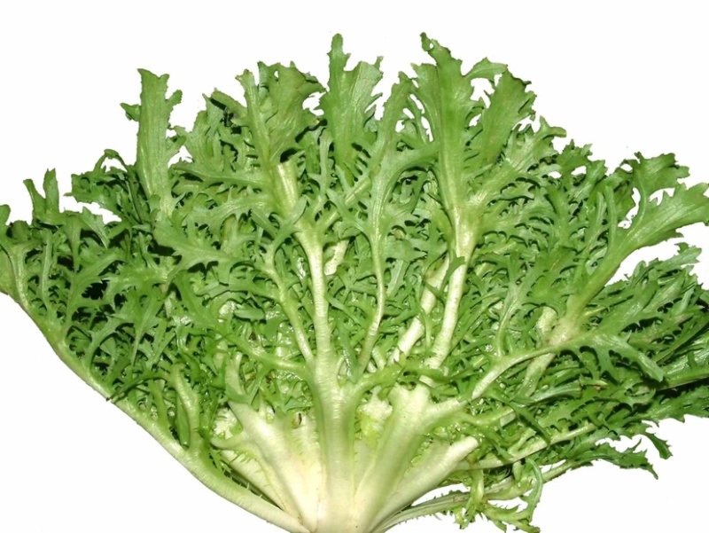昆明苦菊，农场自家百亩种植，支持视频看货