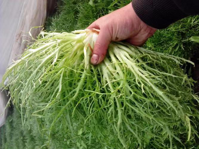 昆明苦菊，农场自家百亩种植，支持视频看货