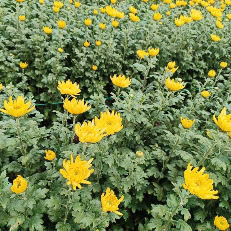 黄白菊花大量批发持续供货基地直发