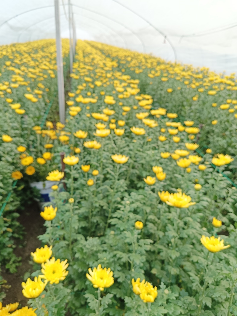 黄白菊花大量批发持续供货基地直发