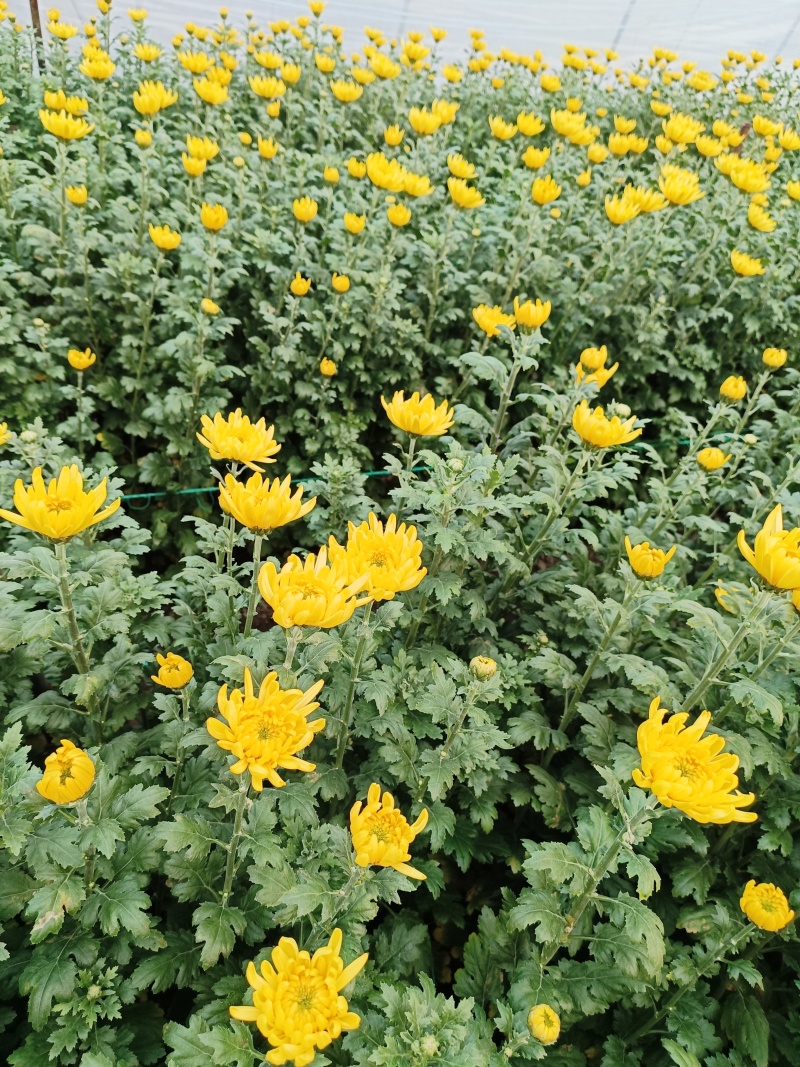 黄白菊花大量批发持续供货基地直发