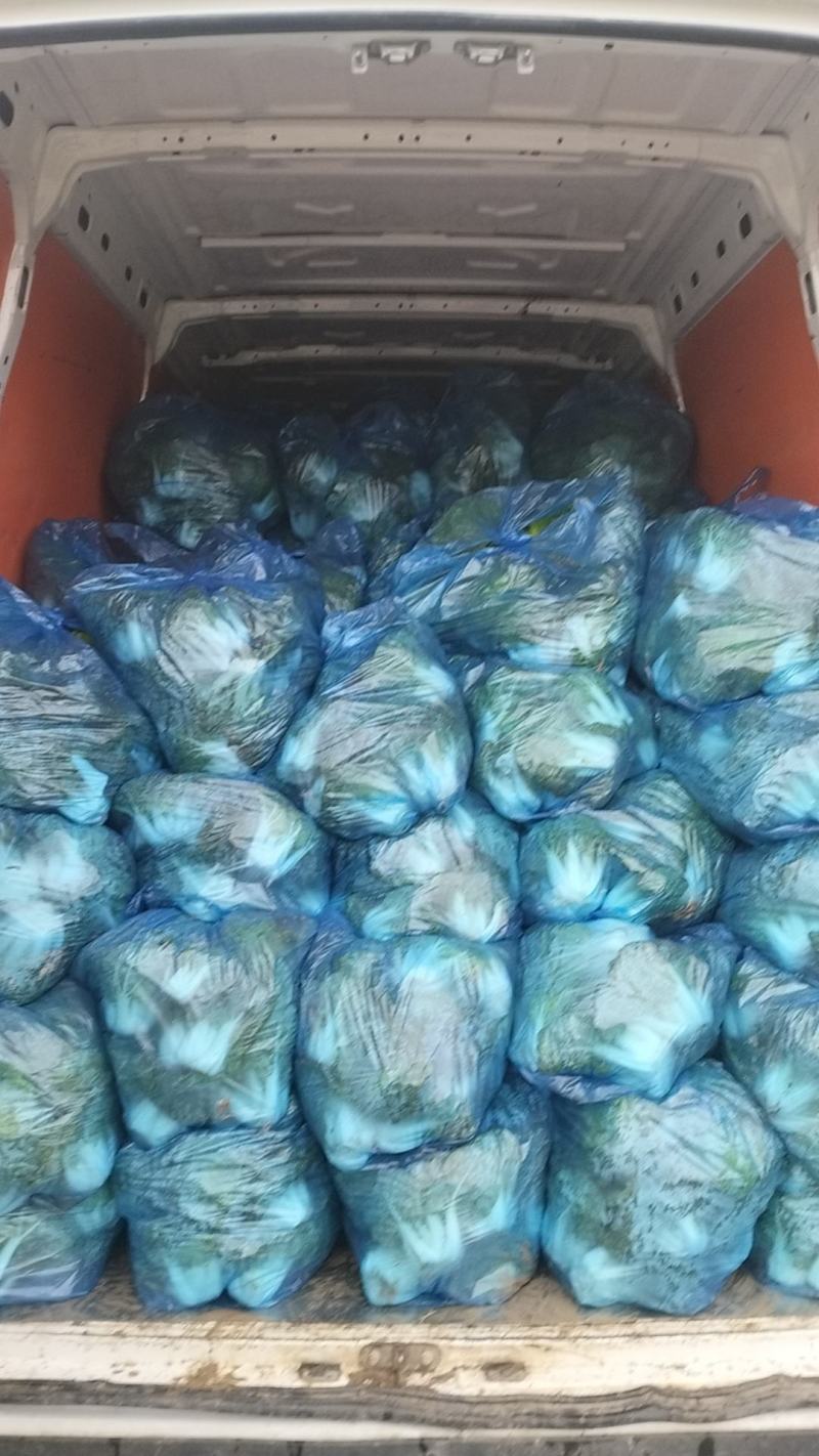 黄心菜，菜质保证，买不了吃亏买不了上当！诚信经营