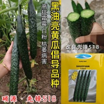 先锋518黄瓜种子短把绿肉黑皮油亮耐热春夏秋露地大棚黄瓜