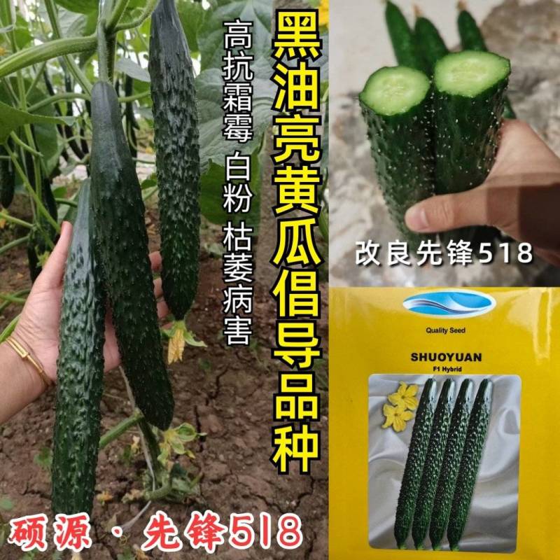 先锋518黄瓜种子短把绿肉黑皮油亮耐热春夏秋露地大棚黄瓜