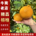 福建省漳州市平和桔柚价格优惠，口感好，可全国发货欢迎采购