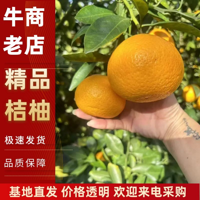 福建省漳州市平和桔柚价格优惠，口感好，可全国发货欢迎采购