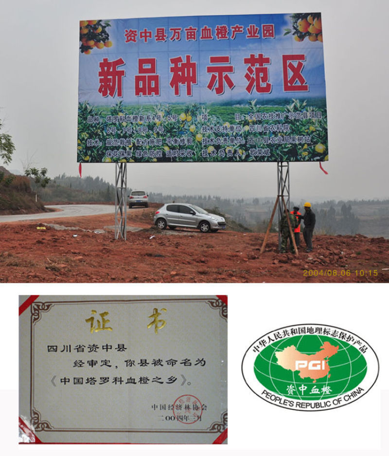 正宗四川塔罗科血橙新鲜采摘电商一件代发产地直发包邮包售后