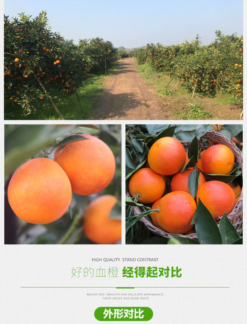 正宗四川塔罗科血橙新鲜采摘电商一件代发产地直发包邮包售后