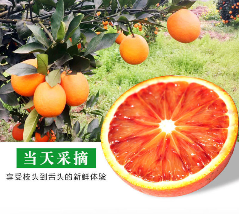 正宗四川塔罗科血橙新鲜采摘电商一件代发产地直发包邮包售后