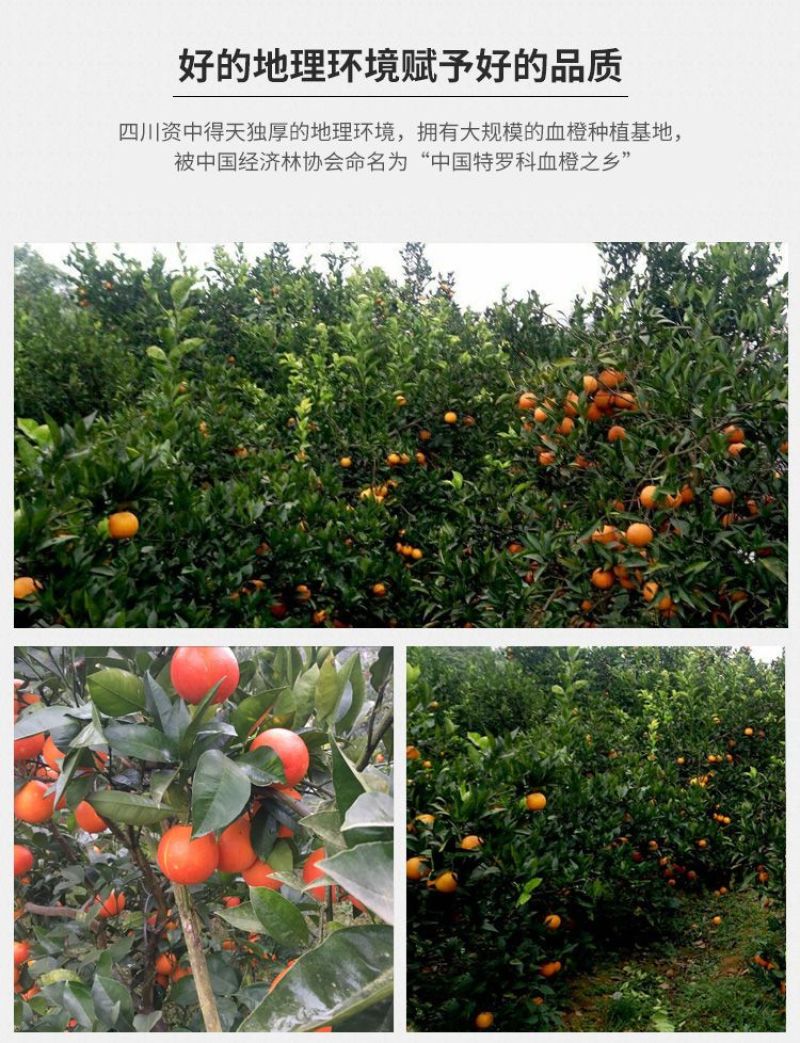 正宗四川塔罗科血橙新鲜采摘电商一件代发产地直发包邮包售后
