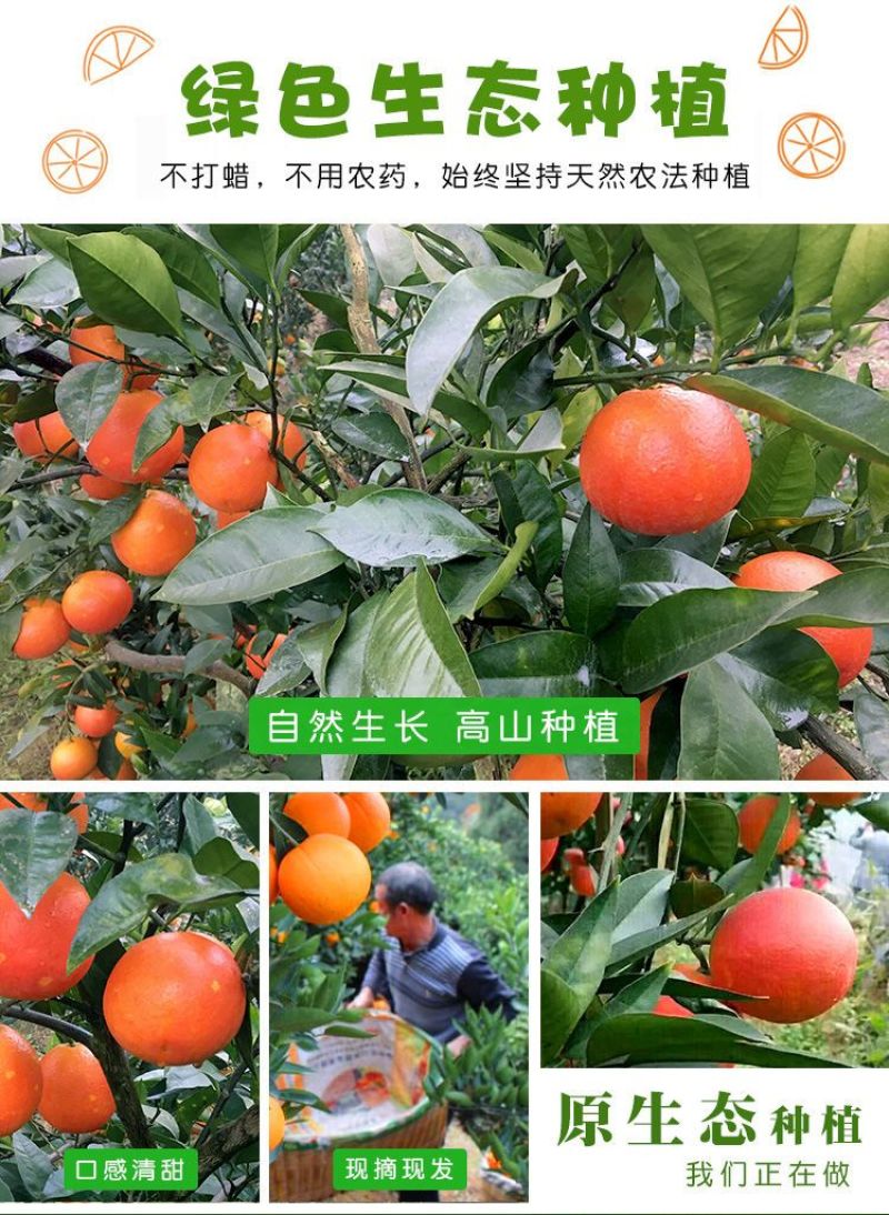 正宗四川塔罗科血橙新鲜采摘电商一件代发产地直发包邮包售后