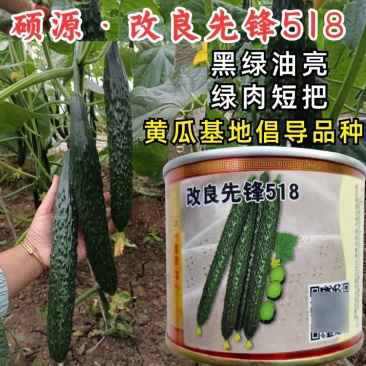 黑皮油亮黄瓜种子先锋518绿肉短把抗热春夏秋露地大棚黄瓜