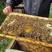 优质土蜂蜜一手货源量大从优货源充足欢迎来电咨询