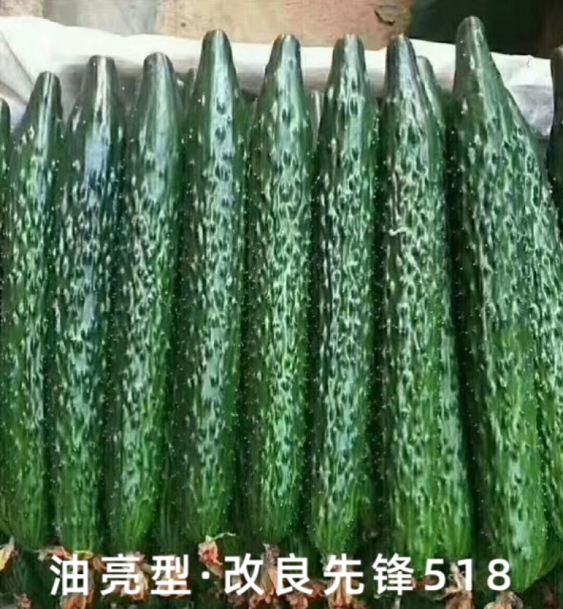 黑皮油亮黄瓜种子先锋518绿肉短把抗热春夏秋露地大棚黄瓜