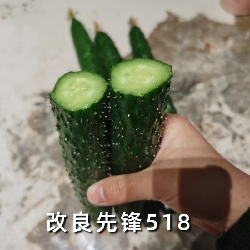 黑皮油亮黄瓜种子先锋518绿肉短把抗热春夏秋露地大棚黄瓜