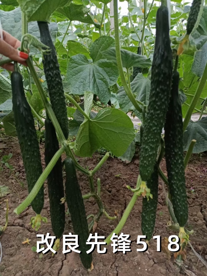 黑皮油亮黄瓜种子先锋518绿肉短把抗热春夏秋露地大棚黄瓜