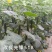 黑皮油亮黄瓜种子先锋518绿肉短把抗热春夏秋露地大棚黄瓜