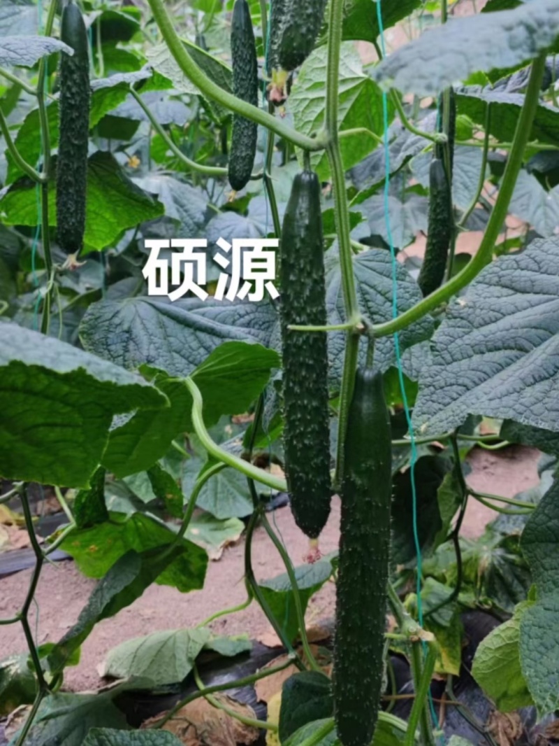 黑皮油亮黄瓜种子先锋518绿肉短把抗热春夏秋露地大棚黄瓜