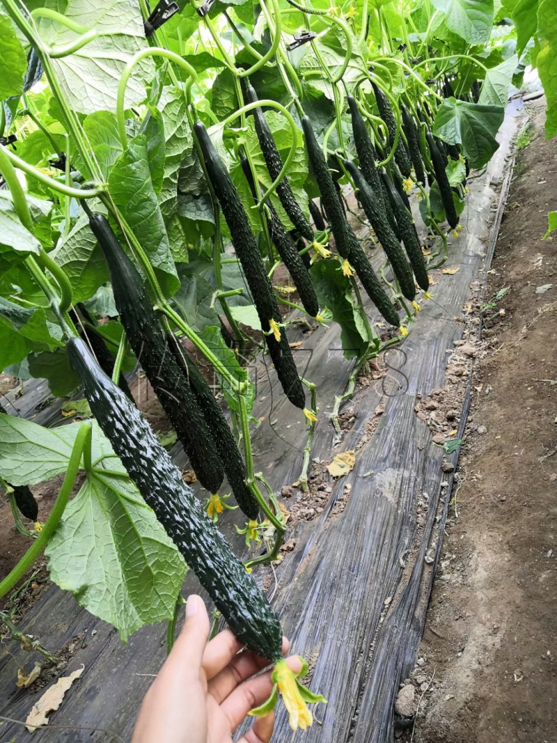 黑皮油亮黄瓜种子先锋518绿肉短把抗热春夏秋露地大棚黄瓜