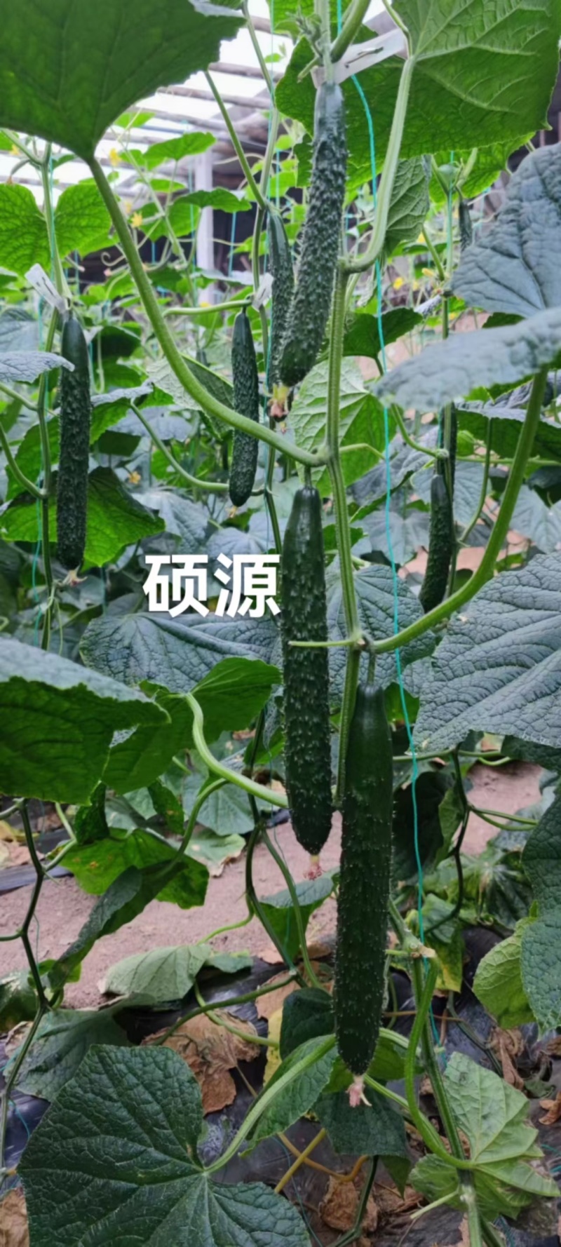 黑皮油亮黄瓜种子先锋518绿肉短把抗热春夏秋露地大棚黄瓜