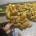 山东生姜产地大黄姜产地直销，货源充足，全国发货