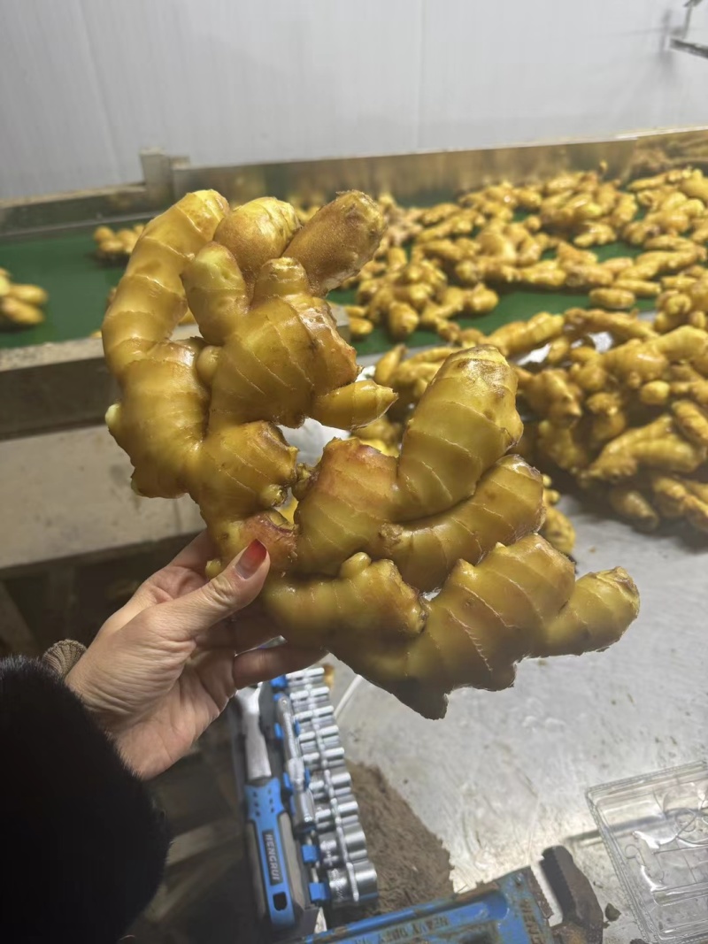 山东生姜产地大黄姜产地直销，货源充足，全国发货
