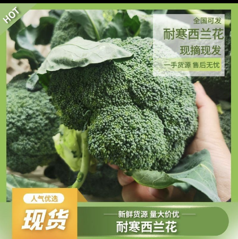 【精品】西兰花大量有货欢迎各位老板前来咨询价格美丽