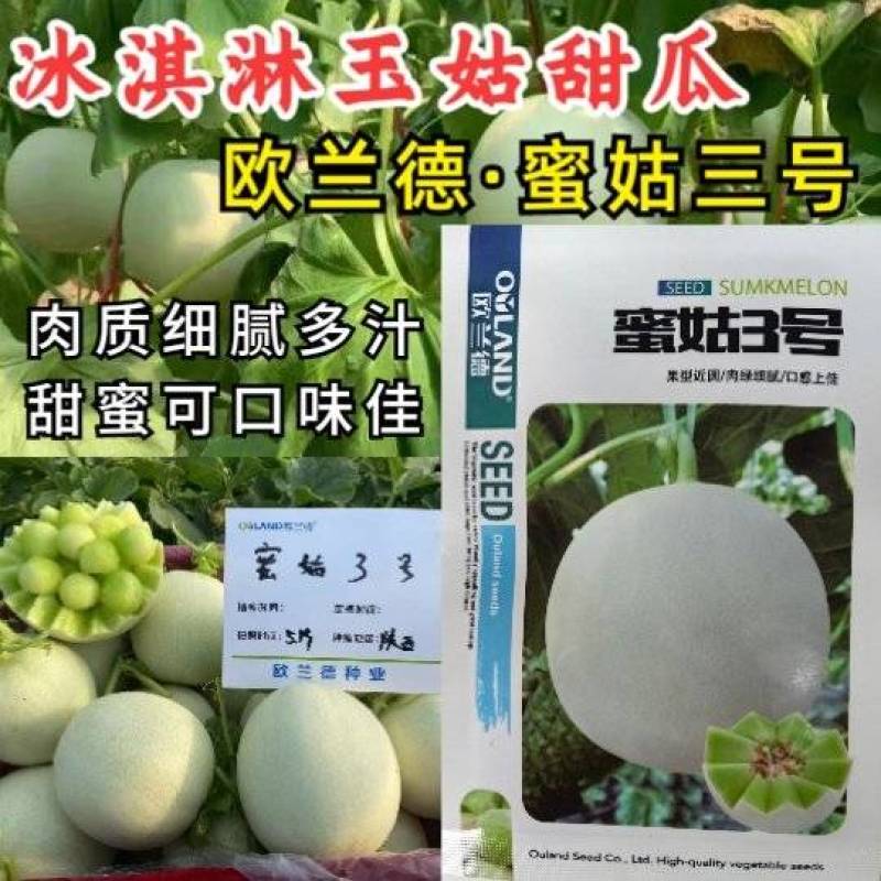 蜜姑三号玉姑甜瓜种子欧兰德白皮绿肉冰淇淋玉菇甜瓜香瓜种子