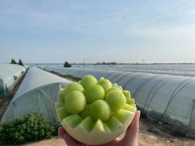 蜜姑三号玉姑甜瓜种子欧兰德白皮绿肉冰淇淋玉菇甜瓜香瓜种子