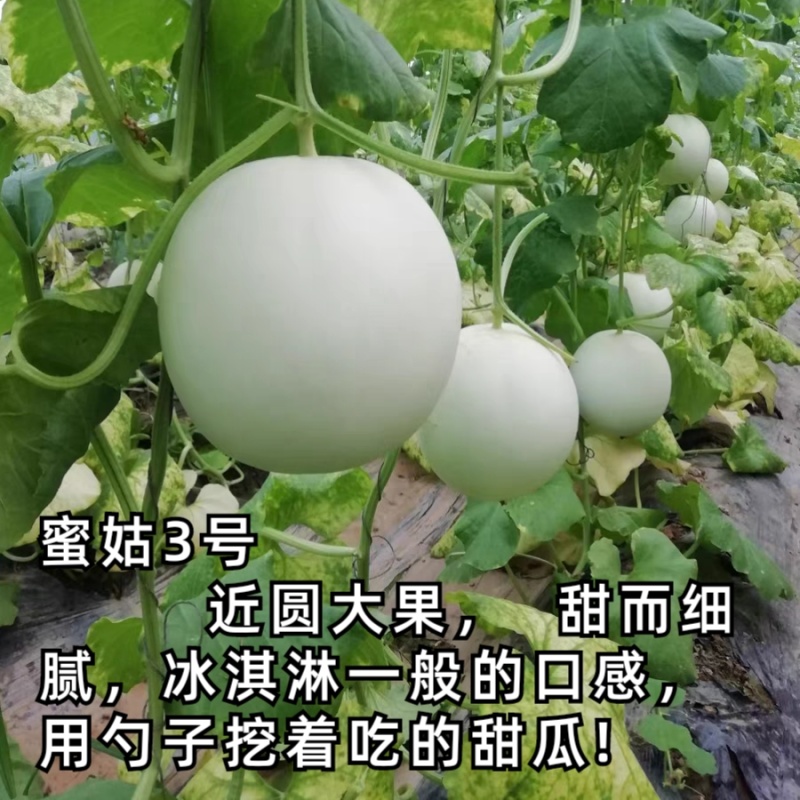 蜜姑三号玉姑甜瓜种子欧兰德白皮绿肉冰淇淋玉菇甜瓜香瓜种子